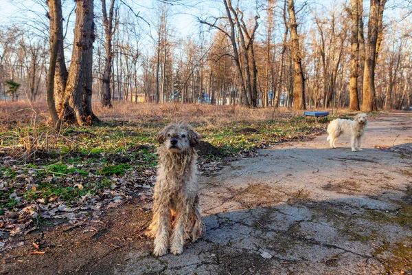 Homeless Animals Park Shaggy Dog Portrait Stray Dogs Urban Park — Stock Photo, Image