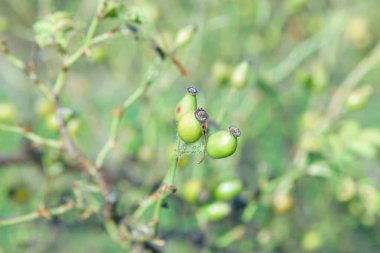 Yeşil köpek gülü. Yeşil arka planda işlenmemiş bitkiler