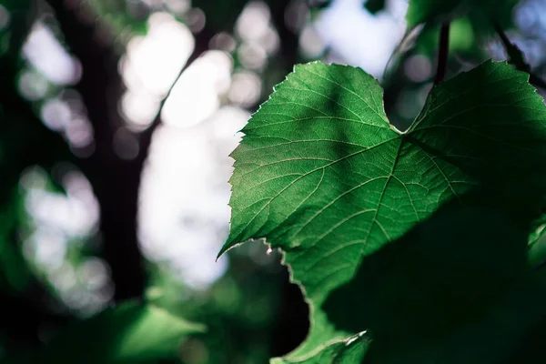 Asma yaprağı. Yeşil yapraklar doğal ışıkla 