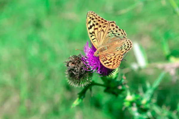 Butterfly Burdock Butterfly Spread Wings Green Natural Background — стоковое фото