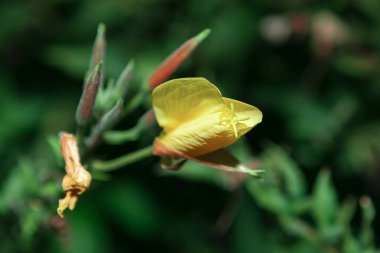 Gece açan çiçek. Gece Çuha Çiçeği sarı çiçekleri