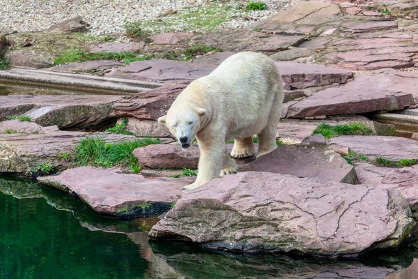 Niedźwiedź Polarny Przybrzeżnych Skałach Zwierzęta Rezerwatu Przyrody — Zdjęcie stockowe