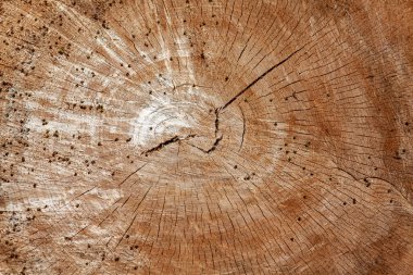  Tahta Sıkıcı Böcek. Sandığın tahta yüzeyini kes. Çatallı odun