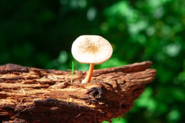 Çürüyen kütükte mantar yetişiyor. Ekilmemiş mantar.