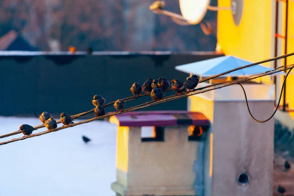 Oiseaux Debout Sur Corde Sur Toit Cheminée Sur Toit Antennes — Photo