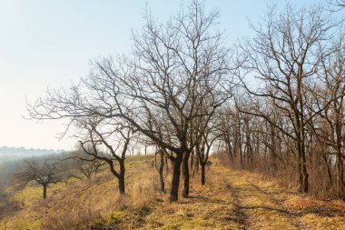 Bahar ormanındaki ağaçlar. Yürüyüşte çıplak ağaçlar