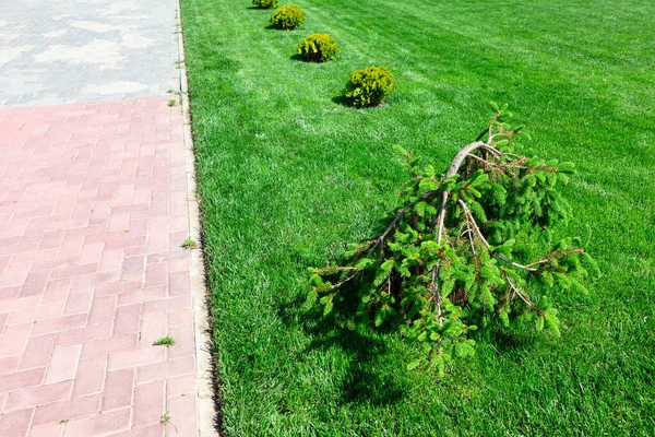 Patika Çim Çayırı Lkbaharda Park Çalılarla Süslü Bir Bahçe — Stok fotoğraf