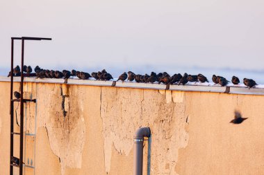 Birds standing on the roof edge . Flock of rooks on the rooftop