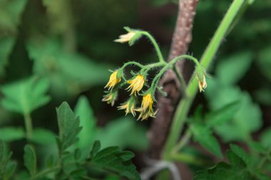 Tomato plants in bloom . Yellow vegetable flowers