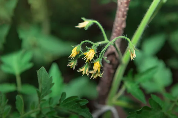 Tomato Plants Bloom Yellow Vegetable Flowers — Stok fotoğraf