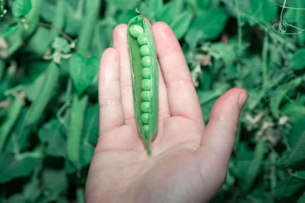 Pea Harvest Hand Farmer Showing Crop — Stock Fotó
