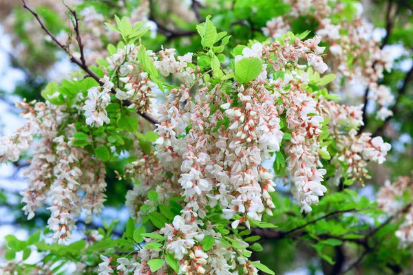 Acacia Tree Bloom White Flowers Acacia — Fotografia de Stock