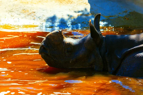 Rhino Standing Water Rhinoceros Tropical Swamp Lazy Animal — Foto de Stock