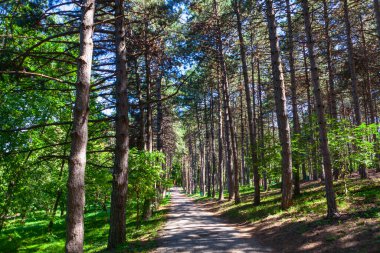 Park with coniferous trees . Walking path in the spring path 