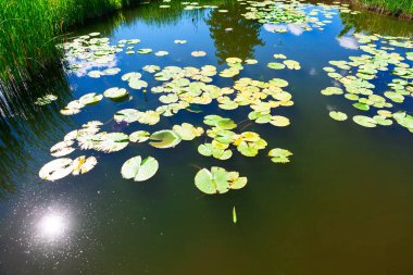 Water lilies on the surface of the lake . Tropical pond with vegetation