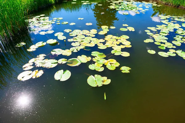 Water Lilies Surface Lake Tropical Pond Vegetation — Stockfoto
