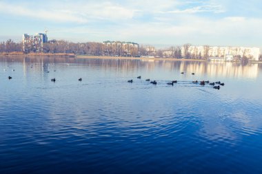 Ducks in a lake in a park . City lake in the Springtime 