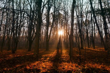 Sun rays in the trees . Springtime forest with twilight 