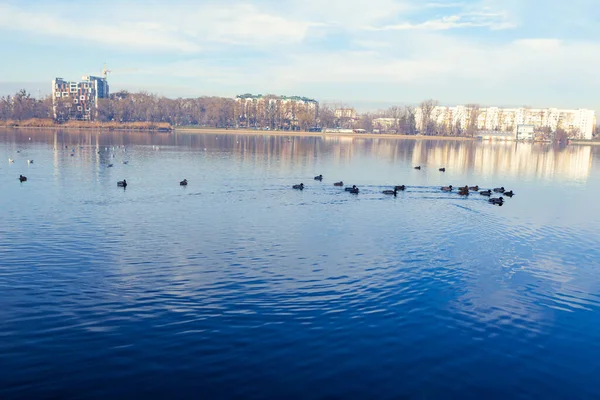 Ducks Lake Park City Lake Springtime — Stockfoto