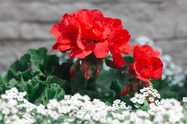 赤と白の花 花に鉢植え — ストック写真
