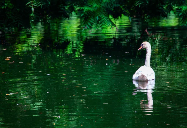 Cigno Sul Lago Nel Parco Tropicale Singolo Uccello Bianco Sull — Foto Stock