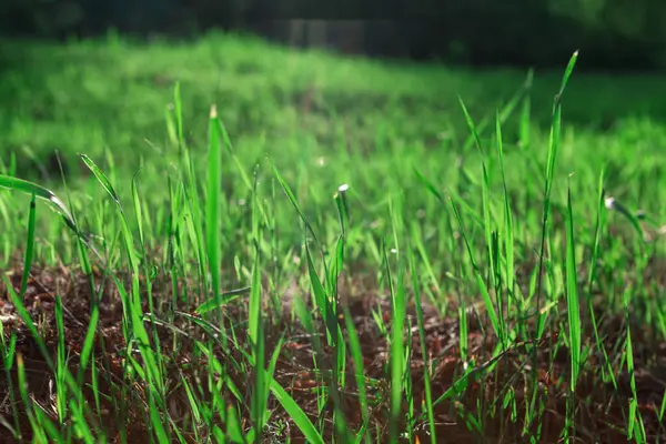 Χόρτο Στο Έδαφος Πράσινο Φυσικό Υπόβαθρο Καλλιέργεια Χόρτου Άνοιξη — Φωτογραφία Αρχείου