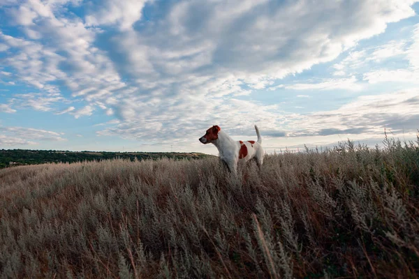 Jeune Chien Debout Sur Colline Avec Herbe — Photo