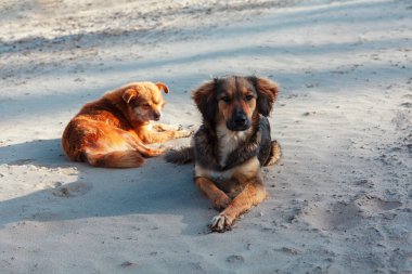 Kumda yatan iki köpek. Evsiz hayvanlar