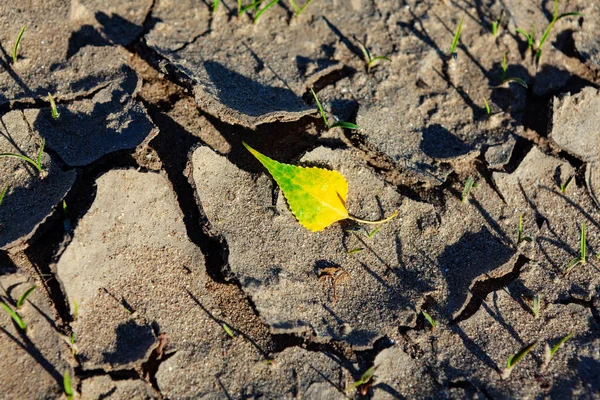 Folha Amarela Chão Terra Com Rachaduras Fundo — Fotografia de Stock