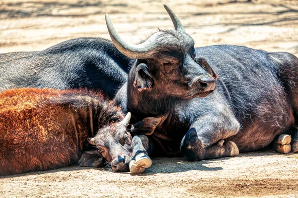Mamíferos Búfalos Bull Preto Com Bezerro — Fotografia de Stock