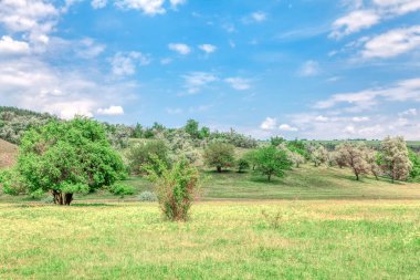 Yeşil çayır ve tepe. Bahar doğası çiçek açıyor.
