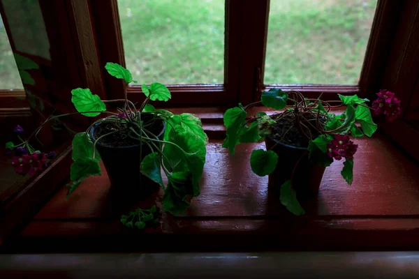 Pencere Pervazındaki Kapalı Çiçekler Pencereden Odayı Izle — Stok fotoğraf