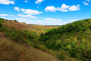Yeşil tepeler. Tepede büyüyen orman