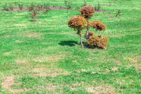 Zierstrauch Auf Dem Rasen Ziergarten Frühling — Stockfoto