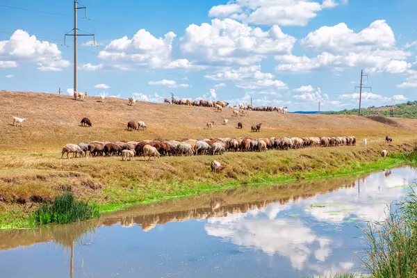 Nehir Kıyısında Koyun Sürüsü Yazın Çiftlik Hayvanları — Stok fotoğraf