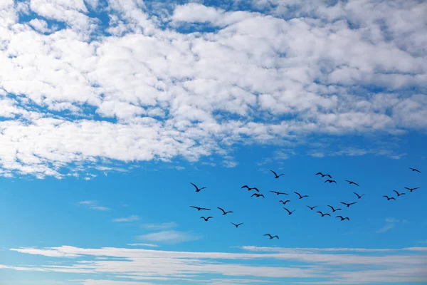 Vögel Himmel Mit Wolken Fliegende Vogelschar — Stockfoto