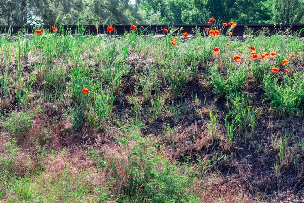 Unkultivierter Mohn Und Gras Rote Wildblumen — Stockfoto