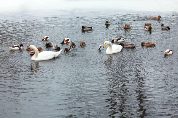 Pájaros Lago Invierno Cisnes Patos Nadando — Foto de Stock