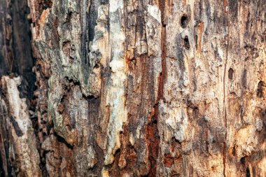 Ağaç kabuğu dokusu. Çürük ahşap yüzey