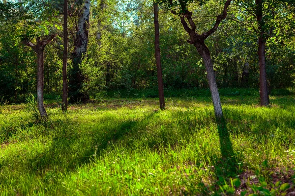 Зелений Луг Лісі Весняні Лісові Пейзажі — стокове фото