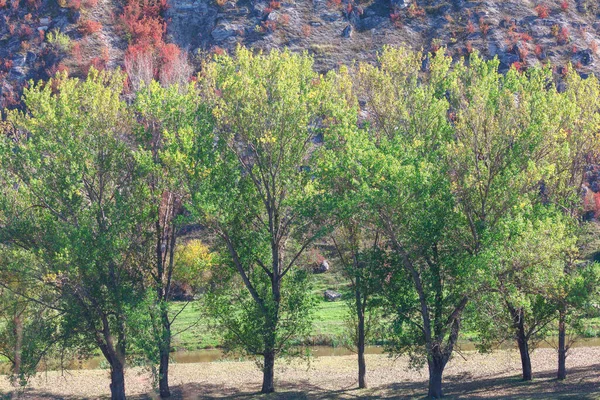 公园里有树木的场景 夏天的河岸自然 — 图库照片