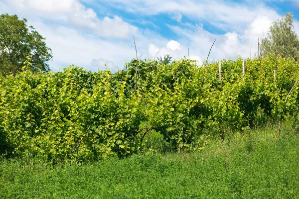 Vinplantage Våren Gröna Odlade Vindruvor — Stockfoto
