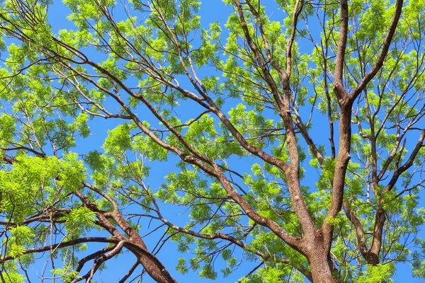 Πράσινα Κλαδιά Δέντρων Ενάντια Στον Γαλάζιο Ουρανό Δέντρο Την Ανοιξιάτικη — Φωτογραφία Αρχείου