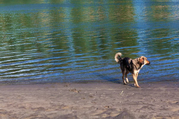 一条狗站在河岸上 河边的街头动物 — 图库照片
