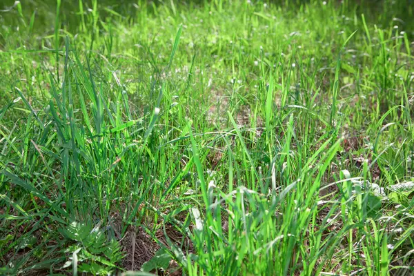 Натуральний Фон Вирощування Трави Свіжа Трава Сонячному Світлі — стокове фото