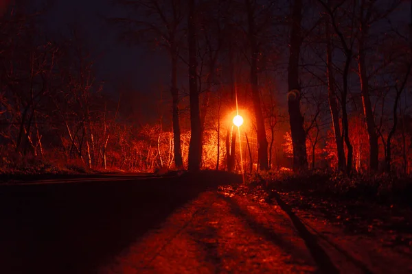 Arbres Avec Éclairage Dans Nuit Feu Rouge Dans Parc Nuit — Photo