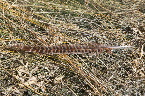 Veer Het Droge Gras Vogelveer Grond — Stockfoto