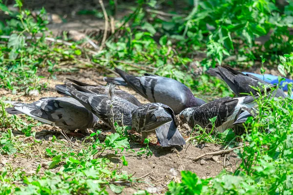 Çimlerin Üzerinde Duran Güvercinler Kuş Sürüsü Yerde Duruyor — Stok fotoğraf