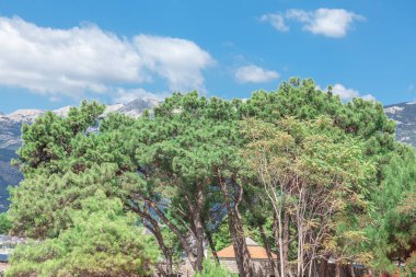 Dağlara karşı tropik ağaçlar. Evergreen ağaç tepeleri 