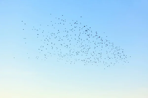 Rebanho Pássaros Voando Céu — Fotografia de Stock